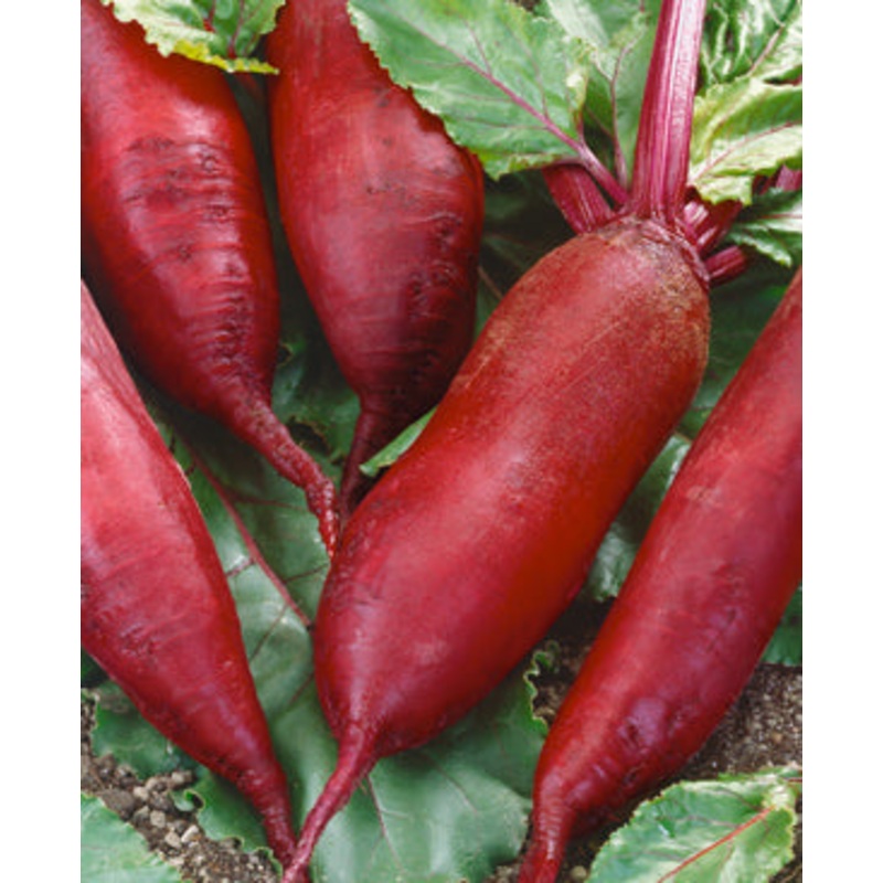 Halifax Seed - Beet - Formanova